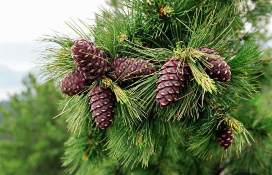 Хуш модны самрыг есдүгээр сарын 20-ноос түүхийг зөвшөөрчээ