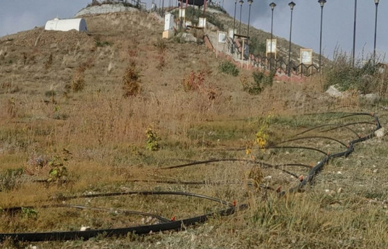 Богд Зонхова хайрханд тарьсан 15 нэр төрлийн мод 98 хувийн ургалттай байна