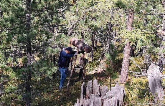  Хууль бусаар самар түүсэн 146 иргэнийг Экологийн цагдаад хүлээлгэн өгчээ
