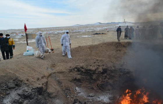 Хөвсгөл аймагт мялзан өвчнөөр 215 толгой бог мал өвчилж, 99 толгой бог мал хорогджээ