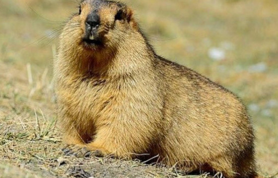 Ховд аймгийн Цэцэг суманд тарваган тахлын халдвар бүртгэгджээ