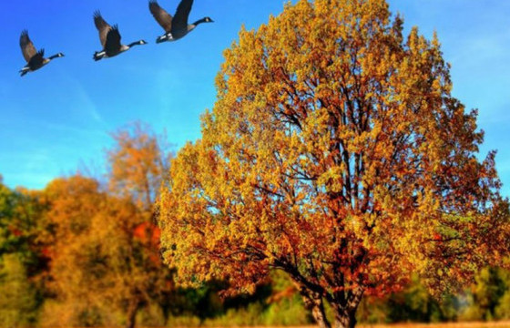 НАМРЫН УЛИРАЛД СОНСОХОД ТОХИРОМЖТОЙ ТАВАН ДУУ