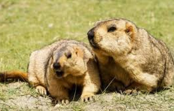 ХОВД АЙМГИЙН ЦЭЦЭГ СУМЫН ЗАСАГ ДАРГА: ТАРВАГА АГНАСАН 45 НАСТАЙ ИРГЭНЭЭС ТАРВАГАН ТАХАЛ ИЛЭРСЭН