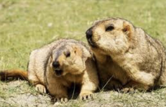 Эмнэлэгт эмчлүүлж байсан иргэн гутлынхаа үдээсээр амиа егүүтгэжээ