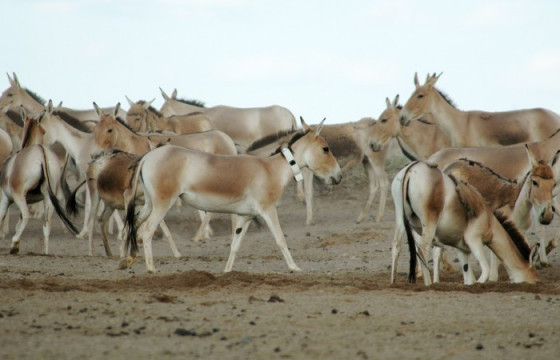 Ховор амьтны жагсаалтад багтсан хуланг агнаж, борлуулах зорилготой хууль бус үйлдлийг илрүүлжээ 