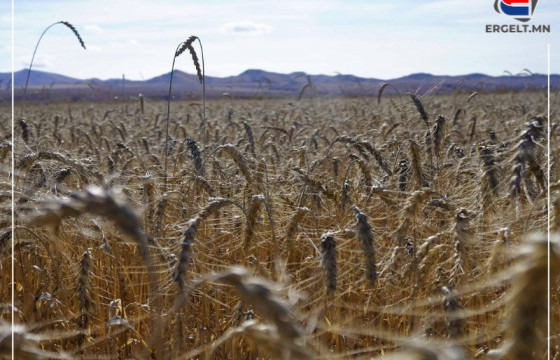 ТОМИЛОЛТ: ОРХОН ГОЛЫН ШИМТ ХӨРСӨНД УРГАСАН ТАРИА, НОГОО ШАРГАЛТАН, ХАЛИУРЧ, ТАРИАЛАНЧИД УРГАЦ ХУРААХ АЖИЛДАА ШАМДЖЭЭ