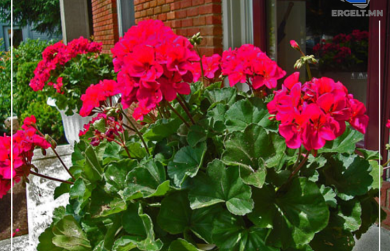 ТАНИЛЦ:ТАСАЛГААНЫ ЦЭЦЭГ АРЧЛАХ ЭНГИЙН АРГУУД