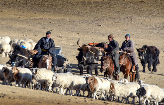 СУРВАЛЖИЛГА: ОТРЫН БҮС НУТАГ ОЛНЫ ХӨЛД ДАРАГДАЖ, ХАМАР ХАТГАХ ӨВСГҮЙ МАЛЧДЫН НУТАГ ЭЗГҮЙРЧЭЭ 