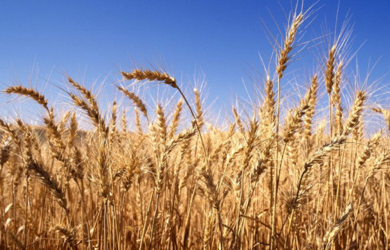 УРГАЦ ХУРААЛТ: Улсын хэмжээнд 80 мянган га талбайгаас 100 мянган тонн улаанбуудай хурааж аваад байна