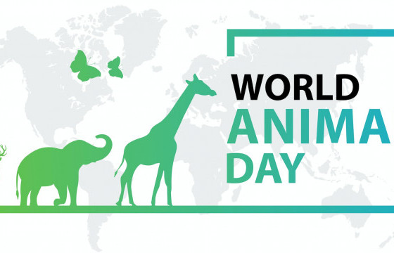 Дэлхийн амьтадын эрхийн хамгаалах өдөр тохиож байна