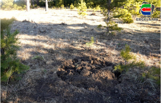 Б.БАТ-ЭРДЭНЭ: Ойгоос зулзаган мод шилжлүүлэн суулгахыг хориглоно