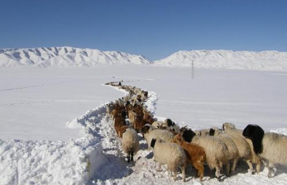 ОЛОН ТООНЫ МАЛ ХУЛГАЙЛСАН БҮЛЭГ ЭТГЭЭДИЙГ ИЛРҮҮЛЖЭЭ