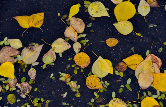 ЦАГ АГААР: Улаанбаатар хотод өдөртөө 12-14 градус дулаан байна