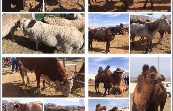 ”Шилмэл мал-2022” цахим үзэсгэлэн, дуудлага худалдааг цахимаар зохион байгуулж байна