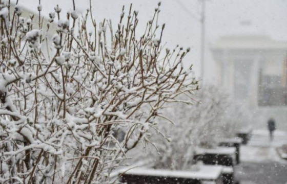 Ойрын өдрүүдэд ихэнх нутгаар цас орж, хүйтэрнэ