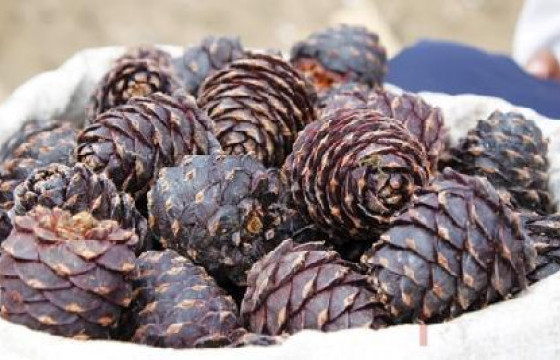 Хоёр тонн самар шатжээ