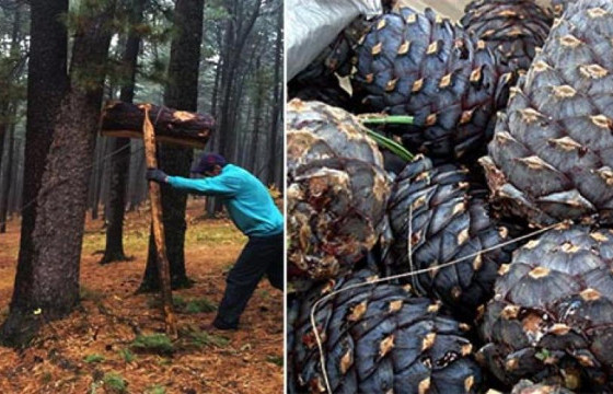 Ирэх оны аравдугаар сар хүртэл Архангай, Булган аймгаас самар түүхийг хоригложээ