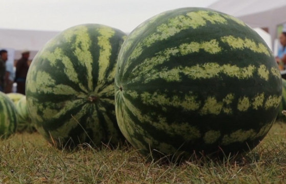 Ховдын тарвас, Булганы жимс, жимсгэнийг газарзүйн заалтад оруулна