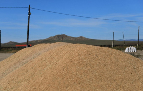 Улаанбуудайн хураалт 92.8 хувьтай үргэлжилж байна