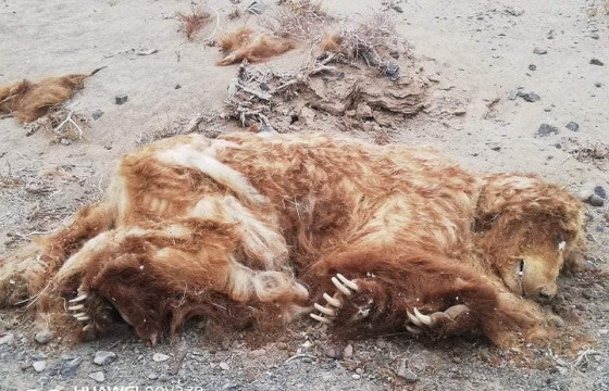 Б.ИДЭРМӨНХ: БАЯН-ӨНДӨР СУМААС ОЛДСОН МАЗААЛАЙ БААВГАЙ НЬ ХООЛ ТЭЖЭЭЛИЙН ДУТАГДЛААС БОЛЖ ҮХСЭН 