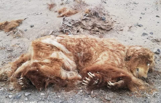 Б.БАТ-ЭРДЭНЭ: Мазаалай үрэгдсэн шалтгааныг тодруулахаар ажлын хэсэг гарсан