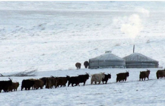 Малд яваад алга болсон 15 настай хоёр хүүгийн сураг гарчээ