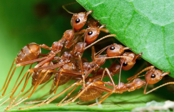 ДЭЛХИЙН АН АМЬТДЫН ТУХАЙ 10 БАРИМТ