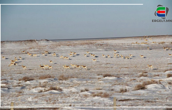 ДАРЬГАНГЫН БУУРАЛ ТАЛД ЦАГААН ЗЭЭР ҮЕЛЗЭНЭ