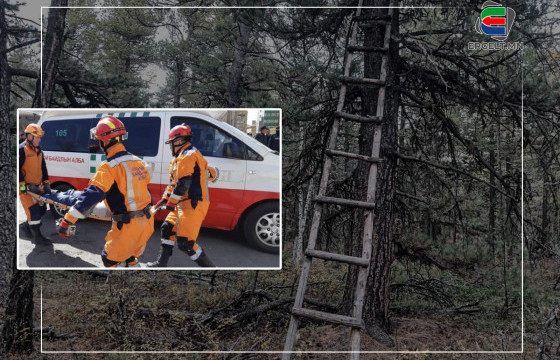 Самар түүхээр явсан 28 настай эрэгтэй модноос унаж, амиа алджээ 