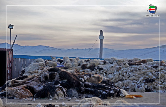 СУРВАЛЖИЛГА: Үхрийн шир 30-40 мянган төгрөгт хүрч, хонины нэхий үнэгүйдэв