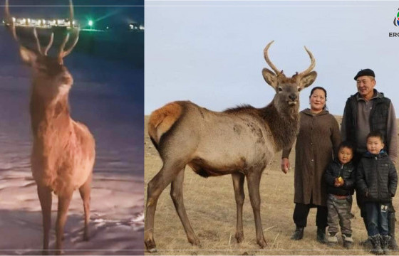 Г.СҮХБААТАР: УУЛНААС БУУЖ ИРСЭН БУГА БОРХҮҮ БИШ