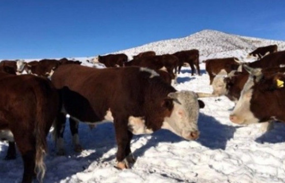 Сүхбаатар аймгаас олон тооны үхэр хулгайлсан этгээдүүдийг баривчилжээ