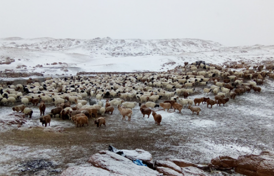Малдаа яваад сураггүй алга болжээ