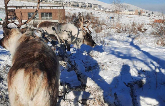 Дархан цаазат Богдхан ууланд “Цаа буга” отоглож байна