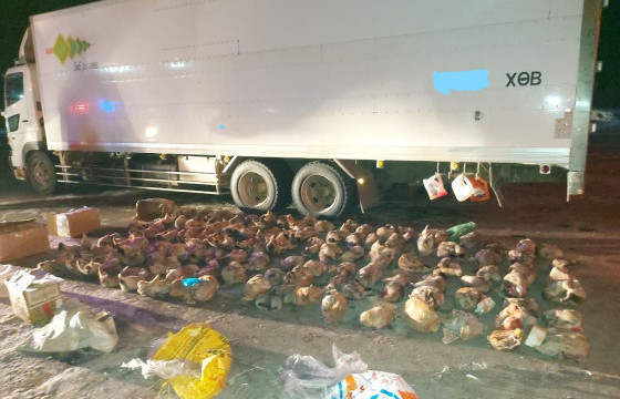 Малын гүзээнд 162 тарвага нууж, хот руу оруулах гэж байсныг илрүүлжээ