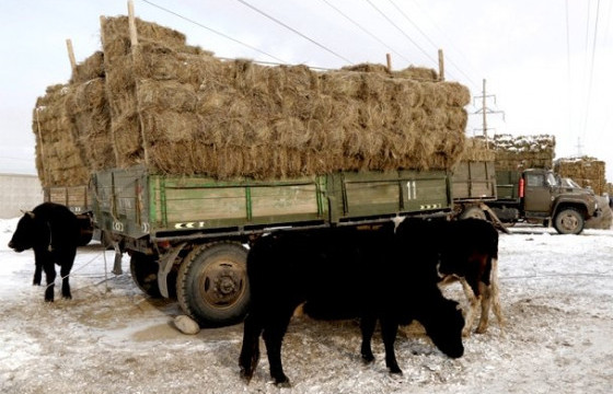 Өвөлжилт хүндэрсэн аймгуудад өвс тэжээл тал үнээр олгоно