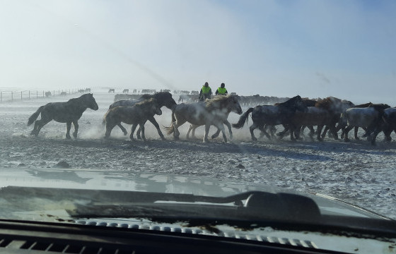 НАРАН СУМЫН ЗАСАГ ДАРГА Л.ОЧ: ЦАСАН ШУУРГАНААР МАНАЙ СУМЫН 10 МЯНГАН ГАРУЙ АДУУ, 500 ГАРУЙ ҮХЭР ХИЛИЙН ТОРОНД ТУЛСАН