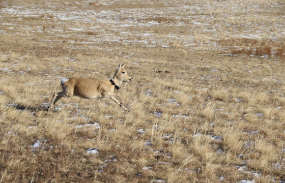 10 цагаан зээрэнд  сансрын дохиолол бүхий хүзүүвч зүүлээ