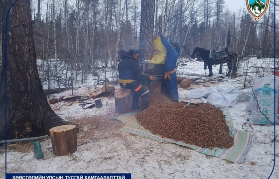 Даян дээрхийн нуруунд самар түүж байсан 90 иргэнийг буулгажээ