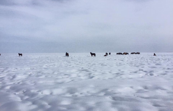 Найман аймгийн 13 суманд цагаан зудын нөхцөл бүрджээ