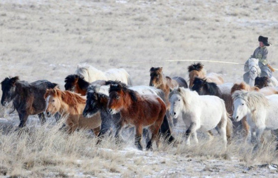 Урьдчилсан дүнгээр 71.1 сая толгой мал тоологджээ