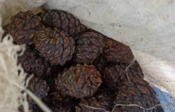 Самарт яваад сураггүй болсон 25 настай эрэгтэйг олжээ