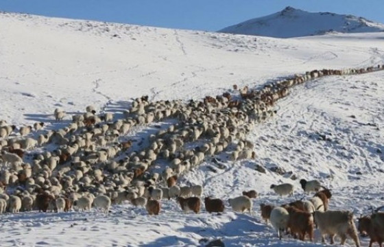 Энэ жил отроор 5.5 сая мал өвөлжиж байна 