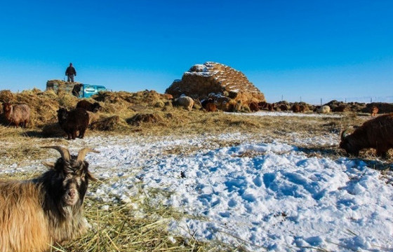 Улсын хэмжээнд 16.3 мянган тонн өвс, 6.7 мянган тонн тэжээлийн нөөцтэй байна
