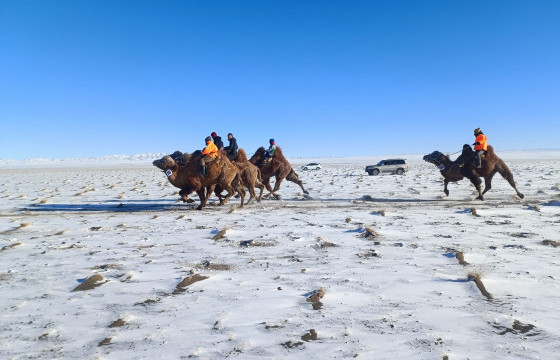 Өмнөговь аймагт баруун бүсийн хурдан тэмээний уралдаан болжээ