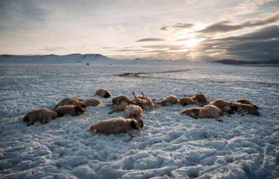 Ховд аймгийн найман суманд 2056 толгой мал хорогджээ