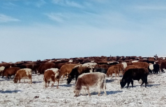 Цасан шуурганд уруудсан 9700 бодыг эздэд нь хүлээлгэн өгчээ