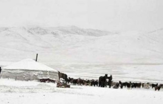 УВС АЙМГИЙН ТЭС СУМЫН БУЛГАН-ӨНДӨР БАГИЙН ДАРГА Д.БАЛЖИННЯМ: Сумын Онцгой байдлын газраас өгөх гурван боодол өвс хаанаа ч хүрэлцэхгүй хоногт хоёр мал хорогдож байна