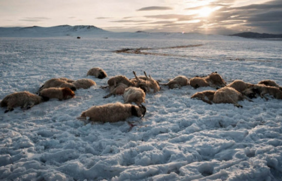 УВС АЙМГИЙН ТЭС СУМЫН ЗАСАГ ДАРГА С.ДАГВАСҮРЭН:  Цагаан зудын улмаас одоогоор 958 мал хорогдож, малчдын 40 гаруй хувьд нэмэлт тэжээл хүргэсэн