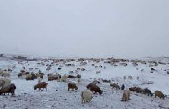 Малд яваад сураггүй алга болсон 12 настай хүүхдийг эсэн мэнд олжээ
